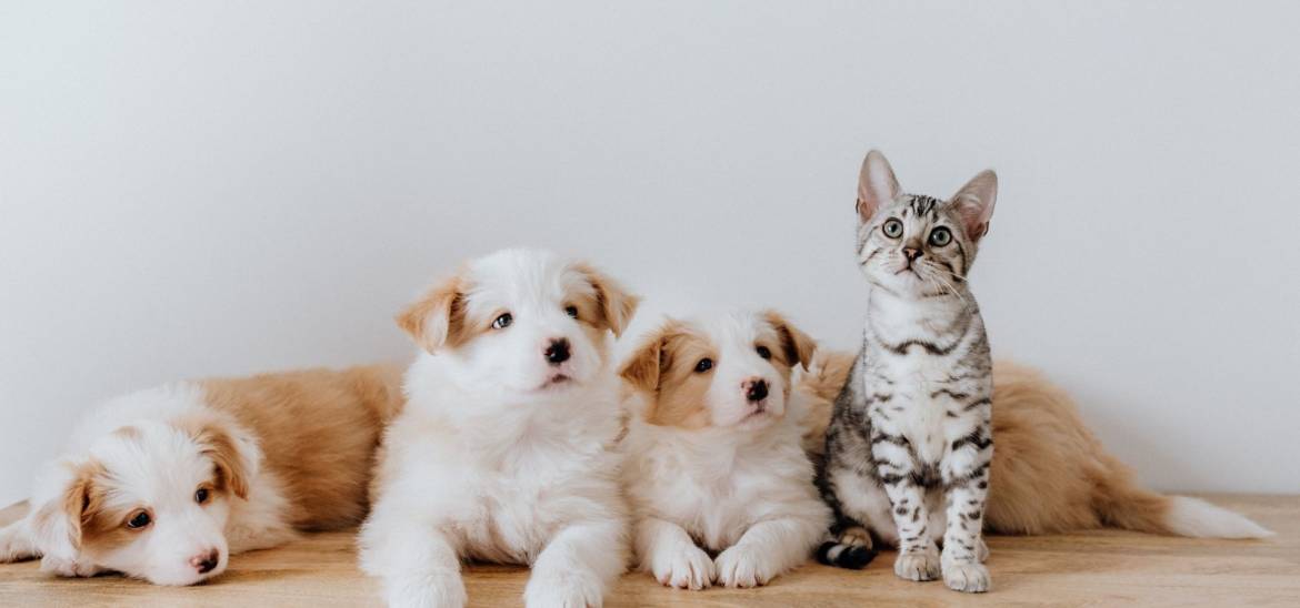 Copia-de-perros-y-gatos.jpg